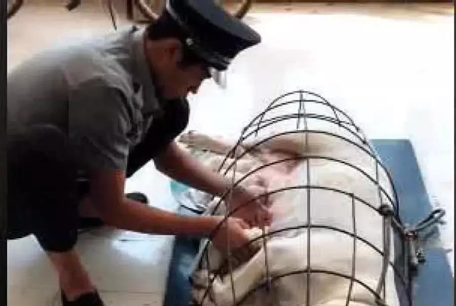 母狗生產後性情大變, 動不動就咬狗寶撒氣, 主人無奈做出這事 萌趣萌寵 第3张