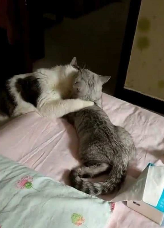 猫咪女友，甜蜜小短剧免费观看，猫咪女友，甜蜜小短剧