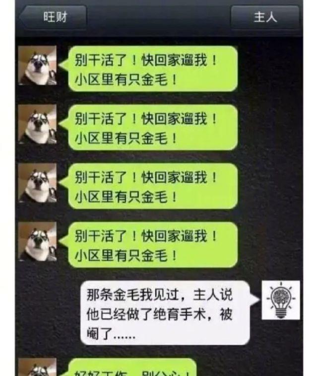 意思|如果哈士奇会发微信会怎样？哈哈不愧是二哈，有被笑到