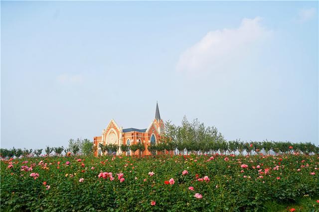 山东济南的后花园，童话般月季花王国，300亩900个品种月季花盛放