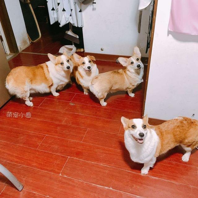 精力|泰迪和柯基相比，谁更适合家养？5个原因让柯基更占优势