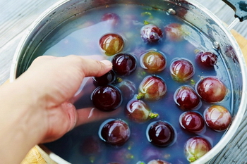 酒曲|大家都喝过葡萄酒，但知道葡萄酒是怎么制作的吗？