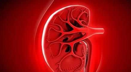 肾脏|身体出现8种症状别大意，可能是肾脏发出的报警信号