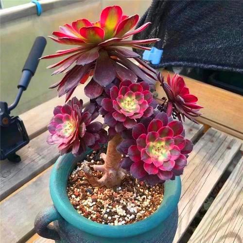 魔法师多肉掉叶 093d8c1e1eff4cfa834d2025be15e19d.jpeg