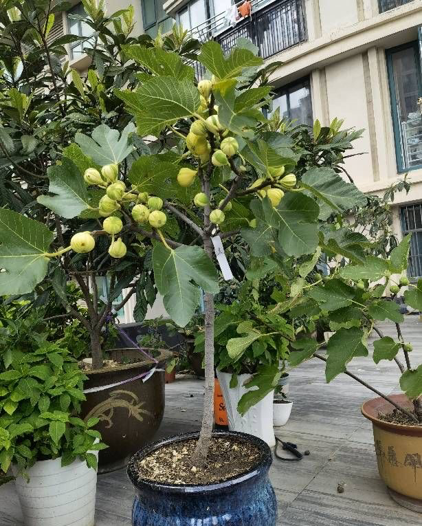 原创教你在家种植盆栽无花果