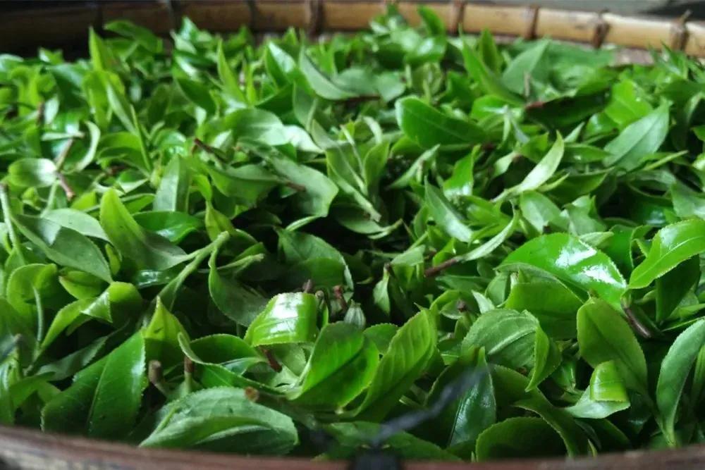 干货分享古六大茶山茶王风范革登古茶山涅盘重生