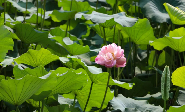 并蒂莲|好事“莲莲”！大明湖第二株并蒂莲完美绽放 三款并蒂莲主题文创产品上市销售