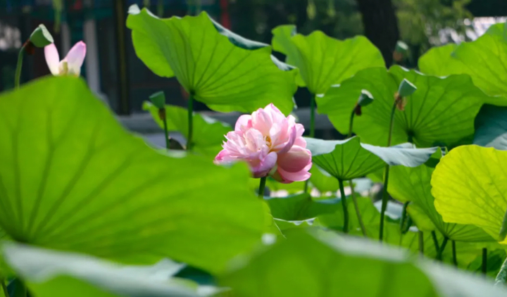 并蒂莲|好事“莲莲”！大明湖第二株并蒂莲完美绽放 三款并蒂莲主题文创产品上市销售