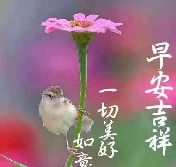 21年8月10日星期二清晨早上好问候图片周二最新早安问候祝福图片带字温馨 平常心