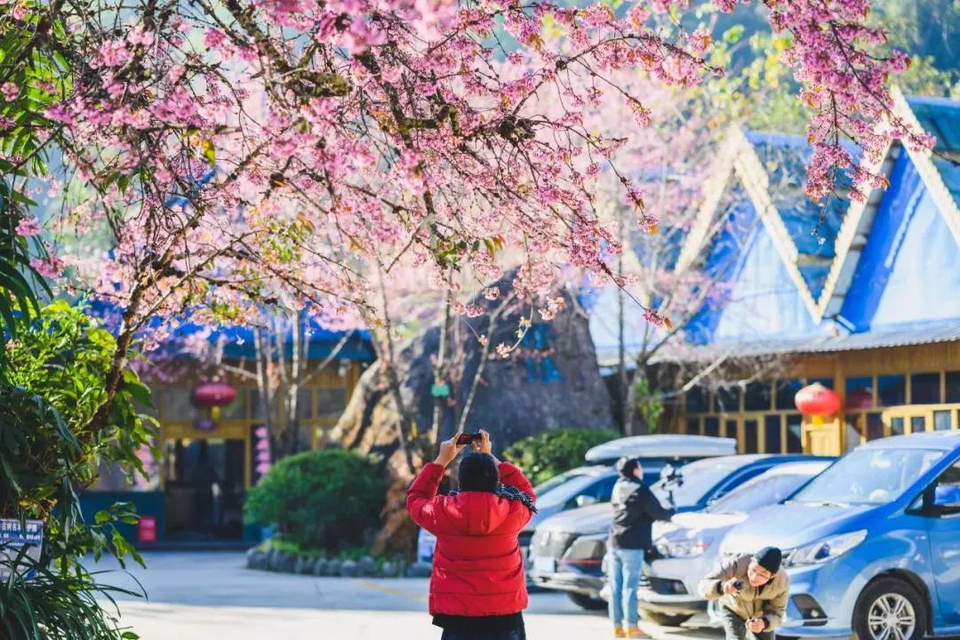 景区|【国家AAA级景区】腾冲樱花谷景区