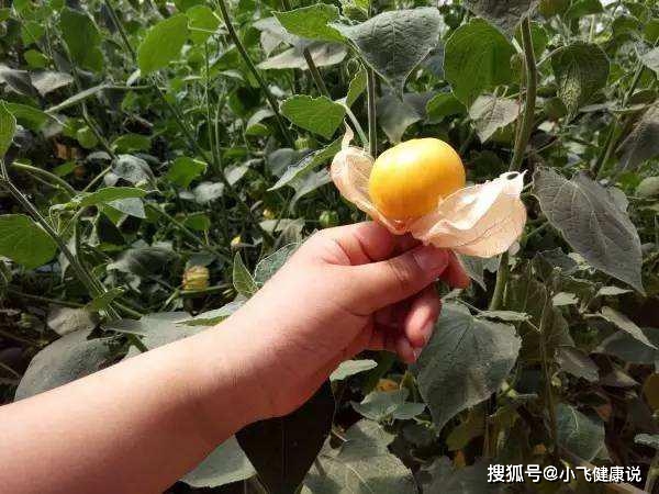保健|此野果，我们小看它了当做是零食，殊不知它可以美容养颜，抗衰老