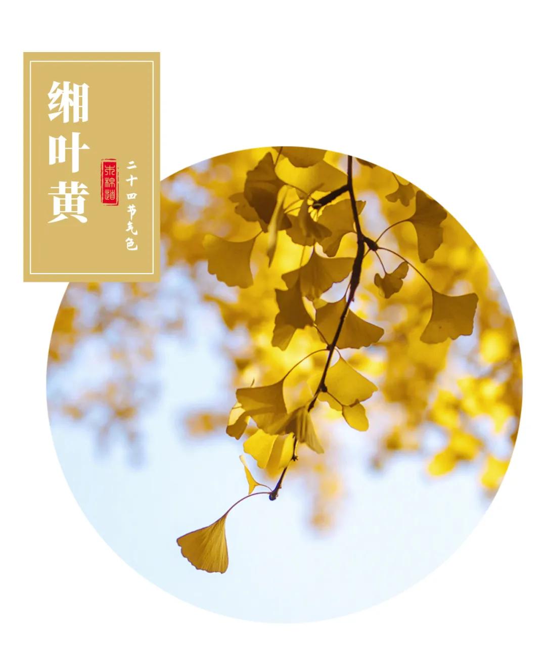 廓形|木棉道·新品 | 秋天的第一条连衣裙