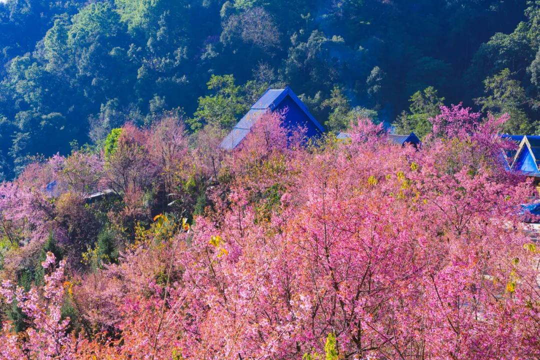 景区|【国家AAA级景区】腾冲樱花谷景区