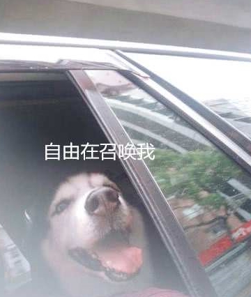 官冲|主人带二哈出去玩，到地方二哈懵了，二哈：铲屎的你骗我！