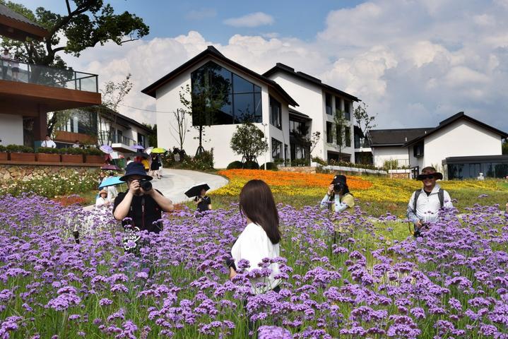 高岭村花海，成了热门的拍照打卡地，多彩花艺、粉彩花田、颜色釉花谷、青花岭