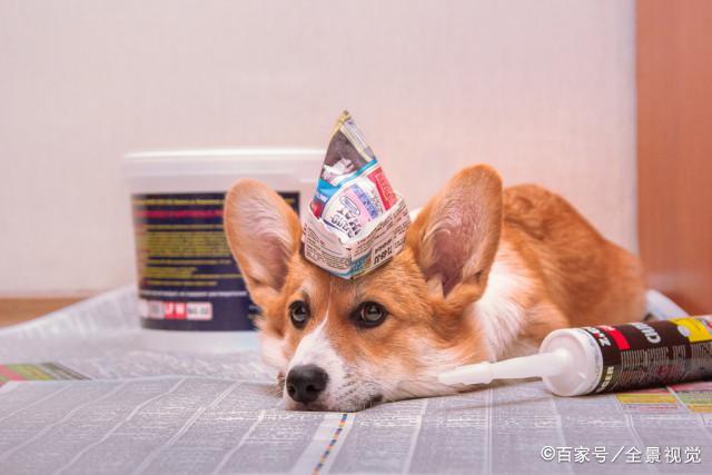 什么|“小短腿”柯基犬的几个优缺点，看完你还想养吗？