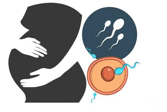 女性排卵期怎么算？排卵前和后“同房”哪个更易受孕？
