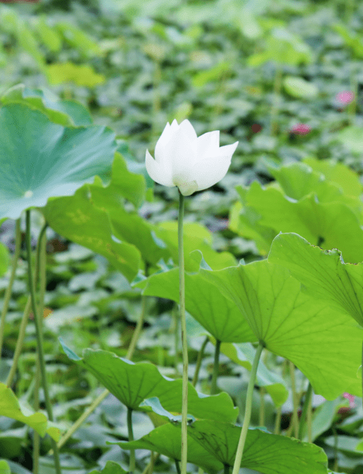 荷花|绝美！西京学院荷花绽放！