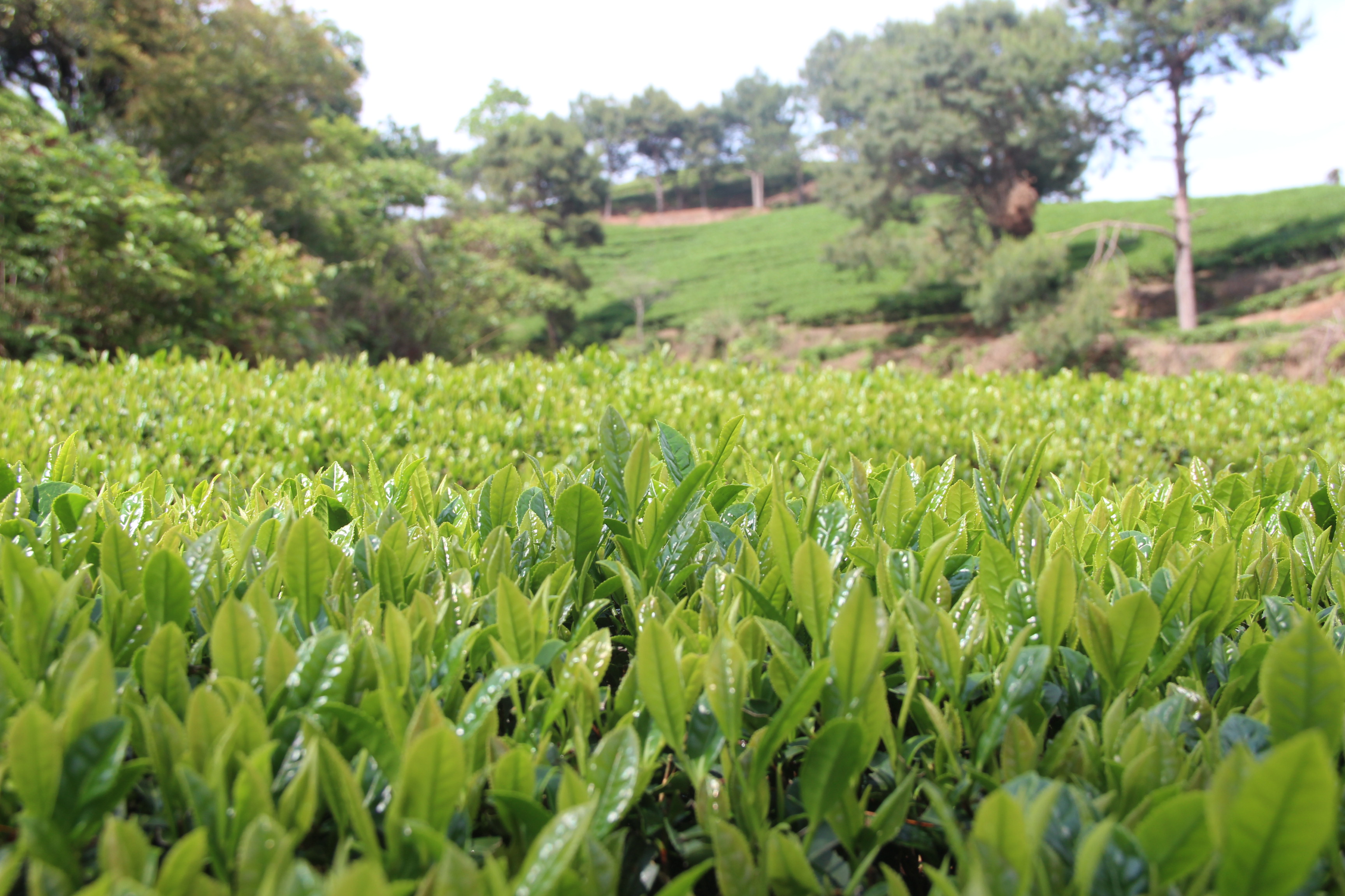 绿茶的茶汤越绿越好吗?