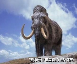活体猛犸象的录像被曝光难道它们还没有毁灭