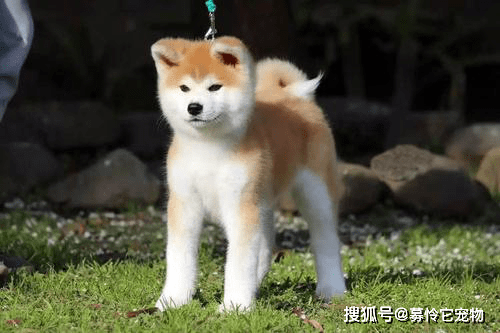 秋田犬的性格特点 你知道吗 狗狗