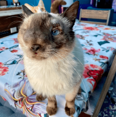 小猫咪脸部畸形遭抛弃,新主人:在我眼中,它最最最可爱!