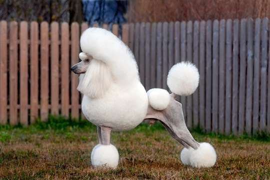 世界最贵的狗价值多少钱 2adfddfe4e1e4a65a1628670f225e1f1.jpeg