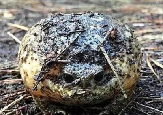 當狗狗遇上癩蛤蟆，會發生什麼樣的事情，打架嗎？還是一起玩耍？ 萌趣萌寵 第4张