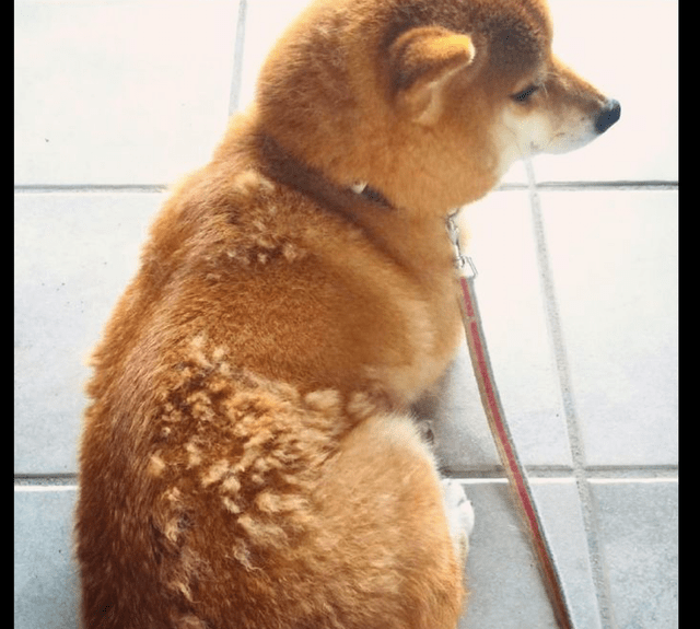 柴犬到掉毛期后,身上的毛发都是成片的掉,密集恐惧症看了很害怕