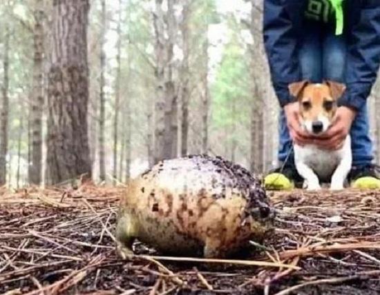當狗狗遇上癩蛤蟆，會發生什麼樣的事情，打架嗎？還是一起玩耍？ 萌趣萌寵 第1张