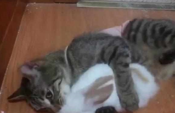 什么|主人把兔子和猫放在一起，10分钟后悲剧发生：不可以吃兔兔！