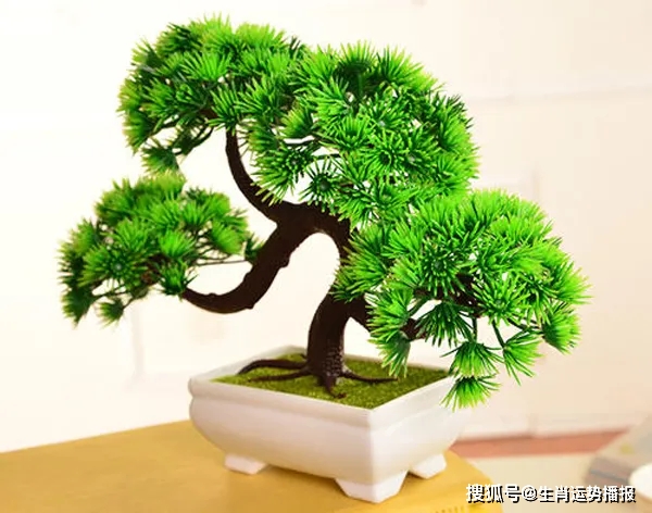 每个生肖都有自己的招财花快来看看你适合养什么