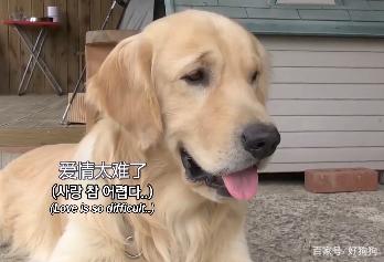 父亲|柯基“背叛”竹马金毛，跟别的狗生了六只宝宝，然而金毛仍……