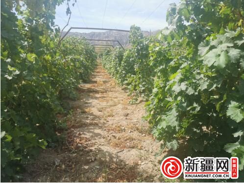 企业|新疆焉耆10万亩有机葡萄进入采摘季 葡萄酒企业蓄势待储