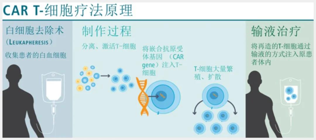 car-t疗法迎来收获期,如何突破安全性瓶颈?_细胞