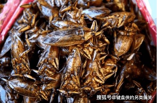 肠道|为什么总有人爱吃昆虫？专家研究发现，其营养价值难以预估