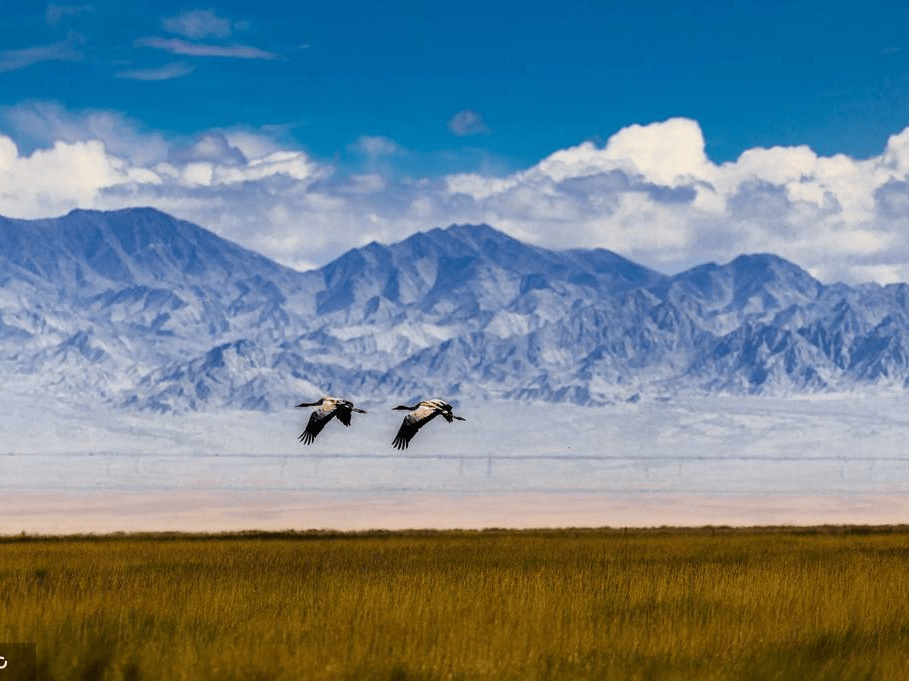 甘肃酒泉阿克塞小苏干湖水草丰美 万鸟翔集