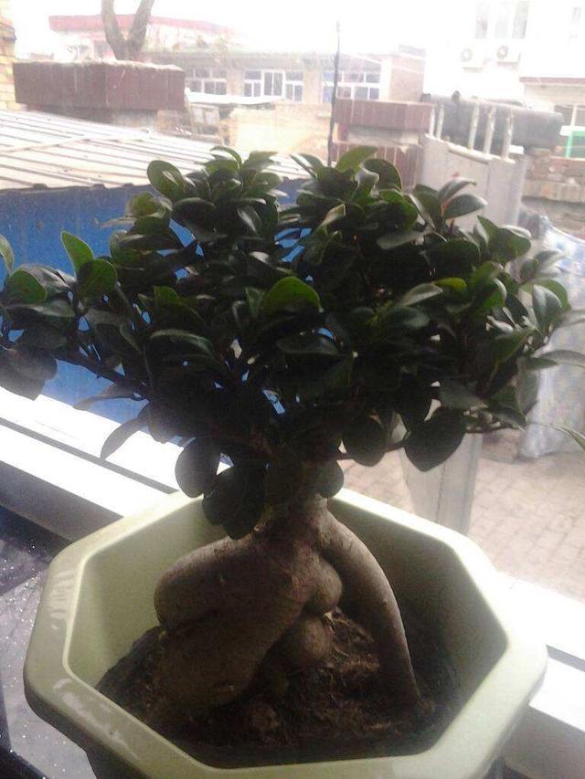 朋友夸奖"玉树"好看,其实这是燕子掌,看这些细节都分不清吗?