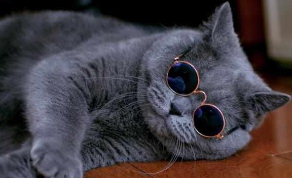 蓝猫的优缺点 86f8c35f5903493481d999afb12c6311.jpeg