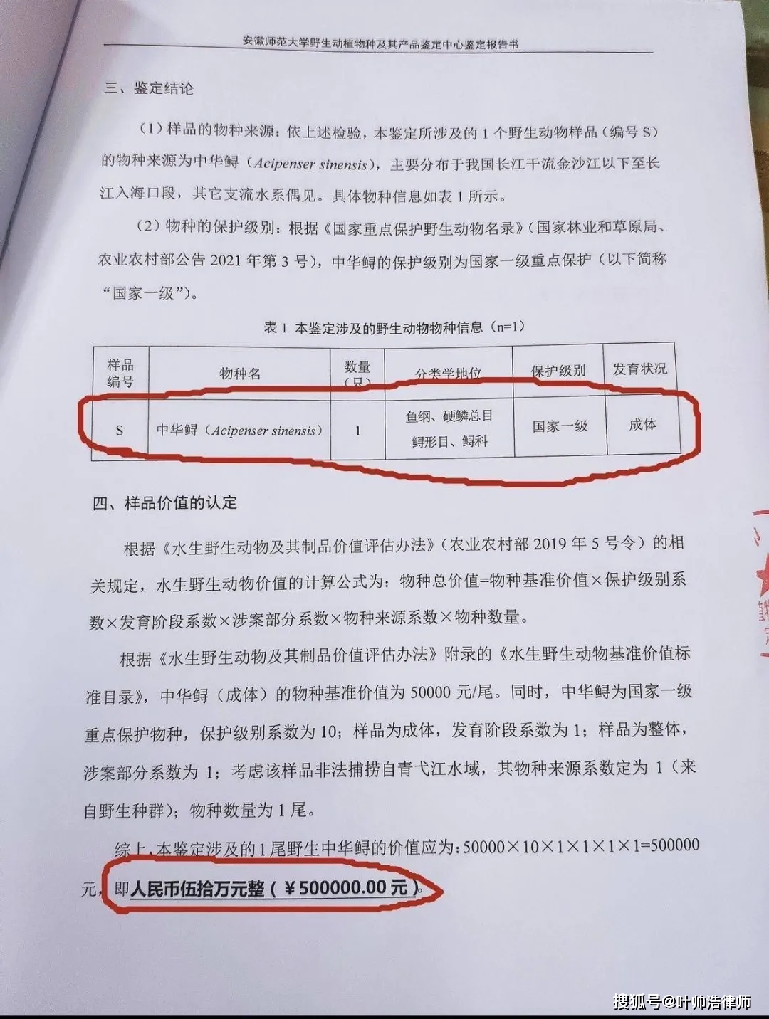 安徽芜湖一男子分食价值50万元野生中华鲟还在网上发视频炫耀被抓