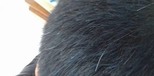 怎么样才能不长白发 a4224a96cc3e454b8029cd3ad1e013aa.jpeg