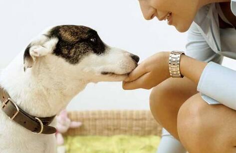 进行|在狗狗训练中加入游戏,有5个好处,能让狗狗学得更快