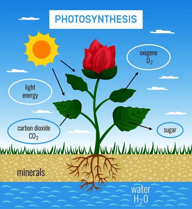 科学芳疗 芳疗师必备知识点 了解 植物的构造与新陈代谢 细胞