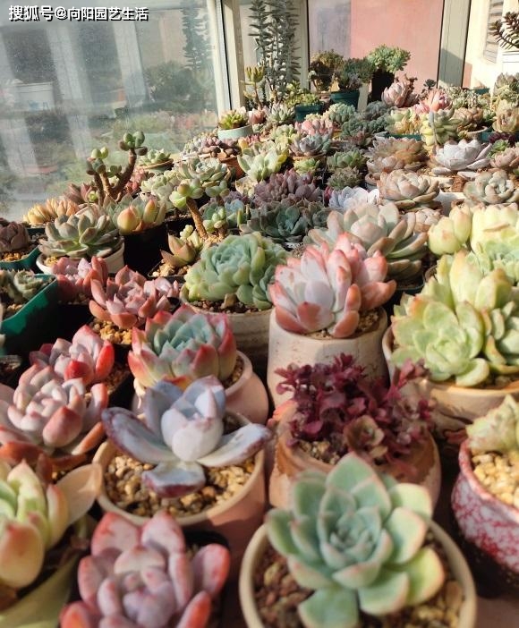 多肉要施肥吗 完全不用 一点肥不需要用 依然长得健康 肥料