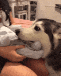 都能|搞笑GIF：这下完了以后没有零食让我吃了。