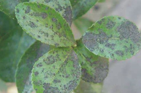 原创蓝妖月季烟煤病用什么治疗这样做轻松解决