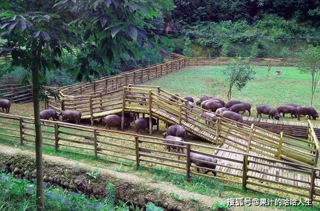 杭州这个农场被《纽约时报》评为最美猪圈，里面的猪会听锣
