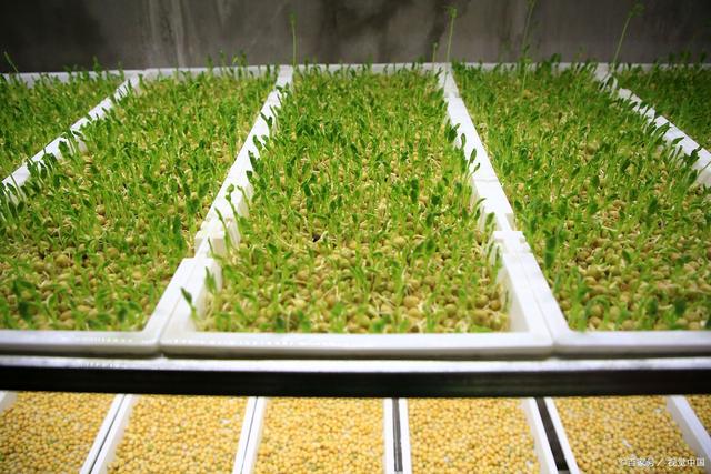 芽苗菜种植培训基地