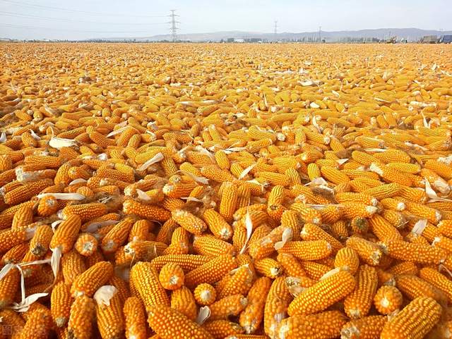 养殖业|玉米连涨,小麦、稻谷渐稳,250万吨超标粮或将拍卖,什么信号?