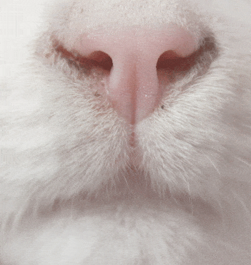 8b6c8225da4c4628b1a38abf08700e6b.gif